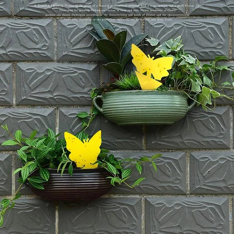 Sticky Trap, Fruit Fly Fungus Gnat【3 Day Delivery&Cash on delivery-HOT SALE-45%OFF🔥】