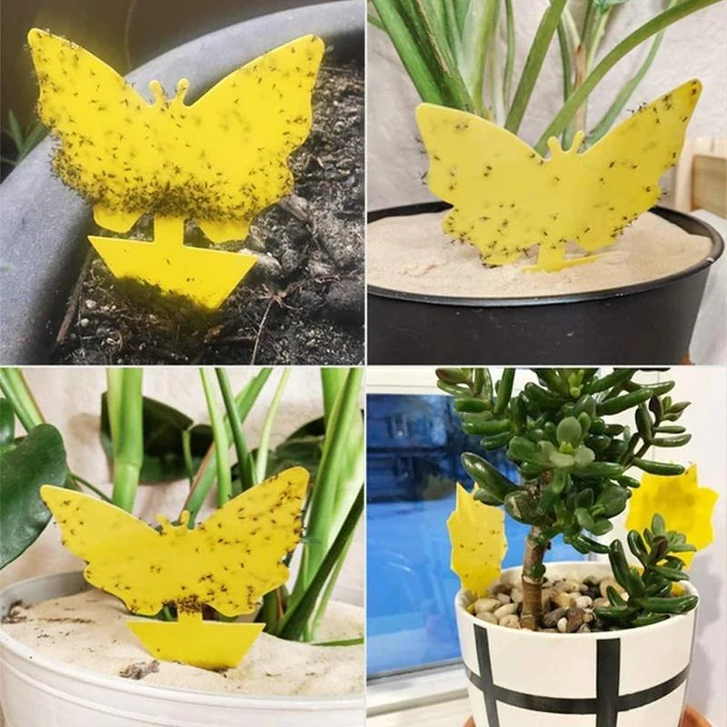 Sticky Trap, Fruit Fly Fungus Gnat【3 Day Delivery&Cash on delivery-HOT SALE-45%OFF🔥】
