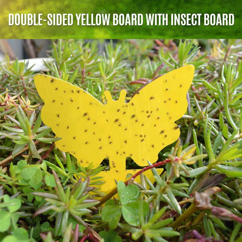 Sticky Trap, Fruit Fly Fungus Gnat【3 Day Delivery&Cash on delivery-HOT SALE-45%OFF🔥】